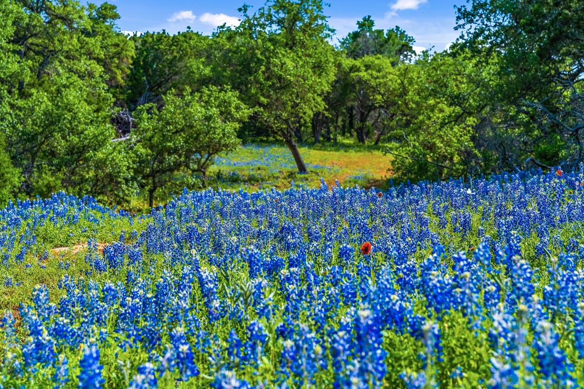 Bluebonnets in a ranch meadow