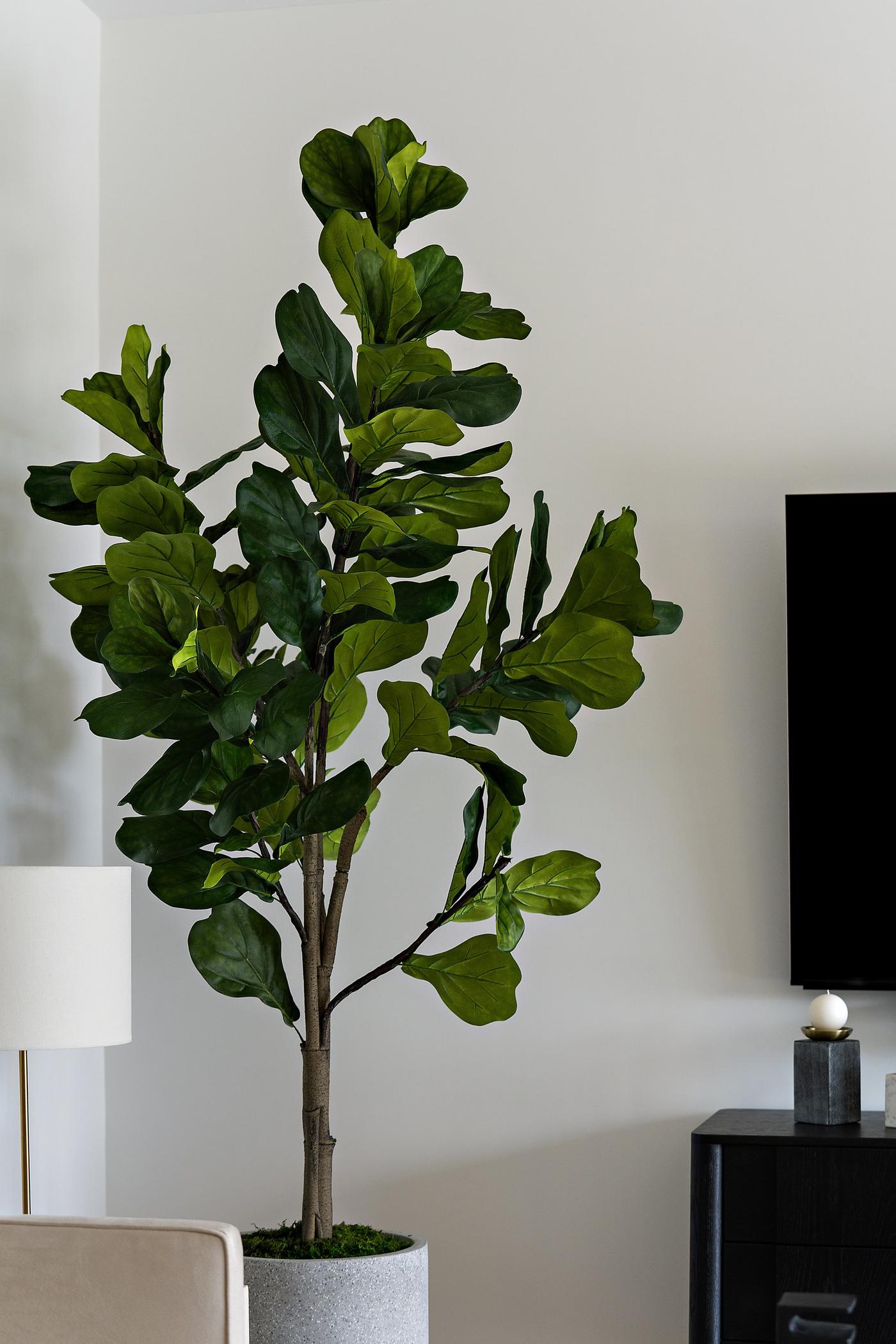 403 Graciosa, photo 184