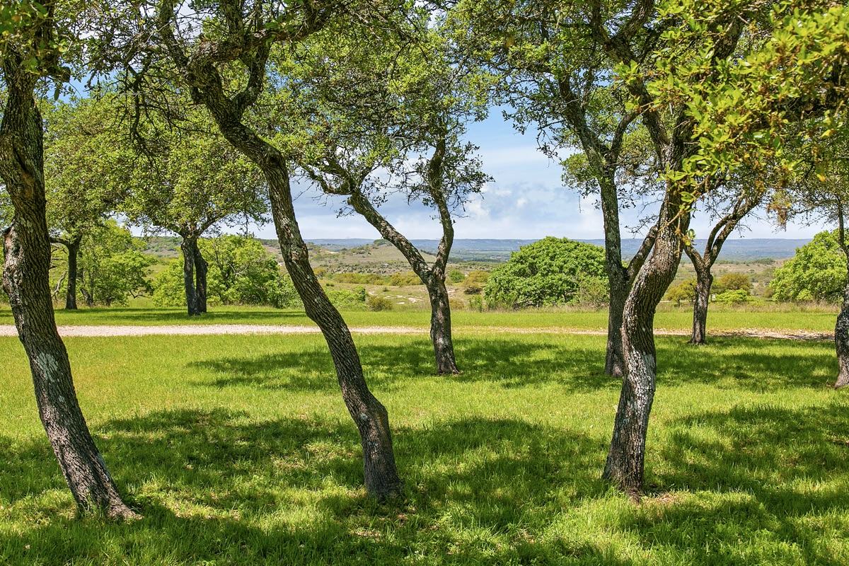 Live oaks and open pasture